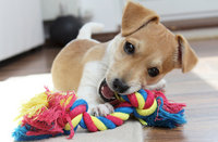 Spielzeug & Erziehung für Hunde