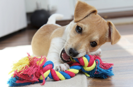 Spielzeug & Erziehung Hund